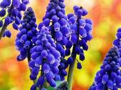 Muscari