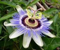 Fitoterapia si : Passiflora e nervosismo .