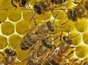 Apicoltori: sostiene Provincia. Ecco bando