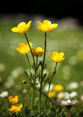 I fiori raccontano...La bellezza malinconica