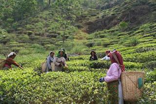 SEEYOK DARJEELING FTGFOP1- Un classico tè Indiano