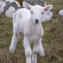 Valerio Porcar, garante degli animali di Milano dice No all'agnello per il menù di Pasqua