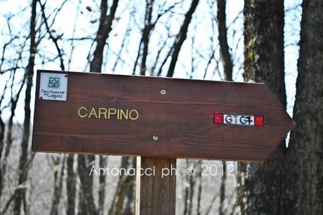 Trekking nel Gargano: bosco di Ischitella - Vico - Carpino con Explora Gargano