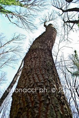 Trekking nel Gargano: bosco di Ischitella - Vico - Carpino con Explora Gargano