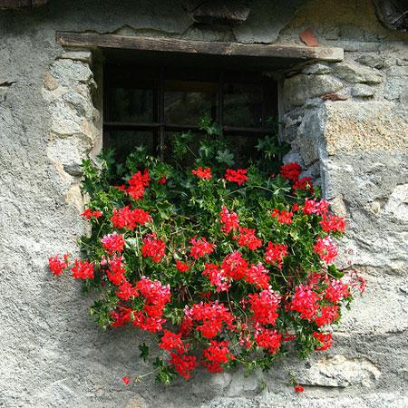 Il terrazzino dei gerani timidi di Anna Marchesini