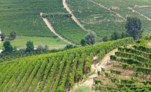 asti colline vigne langhe monferrato