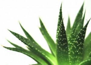 ERBANIA E I COSMETICI ALL’ ALOE VERA