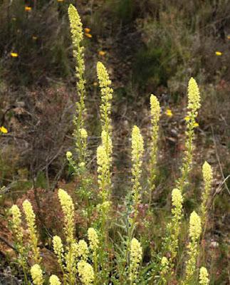 Reseda  phyteuma