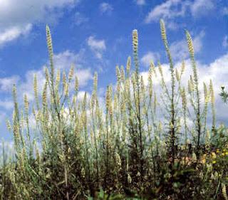 Reseda  phyteuma