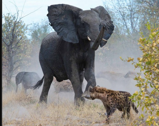 FOTO DEL GIORNO 29 MARZO 2012 : MAMMA ELEFANTE DIFENDE IL SUO PICCOLO DA IENE AFFAMATE