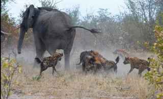 FOTO DEL GIORNO 29 MARZO 2012 : MAMMA ELEFANTE DIFENDE IL SUO PICCOLO DA IENE AFFAMATE