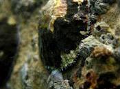 roccia patella