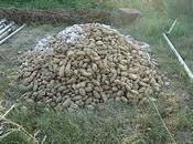 patata Naxou πατατα Ναξου