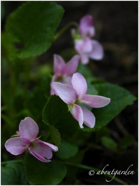 fragrance in the garden… Shabby Chic on Friday