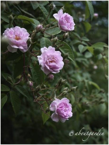 fragrance in the garden… Shabby Chic on Friday