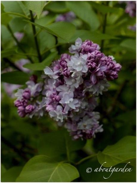 fragrance in the garden… Shabby Chic on Friday