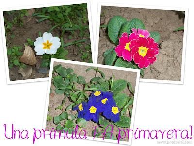 Una primula FA primavera