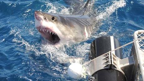 Uomo attaccato e ucciso da uno squalo nell'Australia occidentale