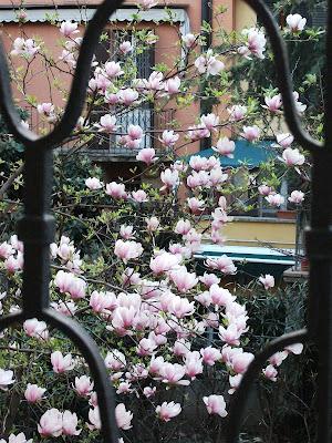 Una regina in giardino e l'albero di Giuda. Aspettando...