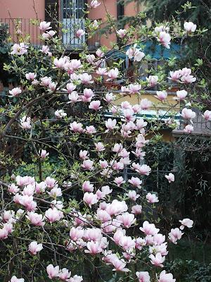 Una regina in giardino e l'albero di Giuda. Aspettando...