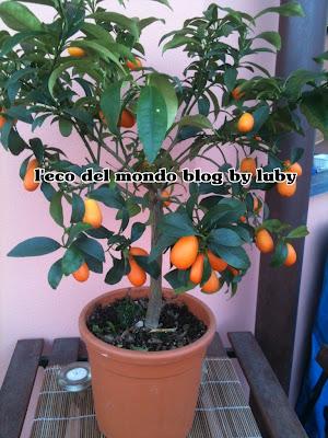 KUMQUAT