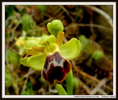 Ophrys fusca