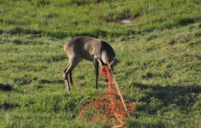 Incontri molto ravvicinati - il salvataggio di un capriolo