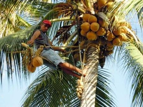 Scendimi il cocco dalla palma (foto gallery)