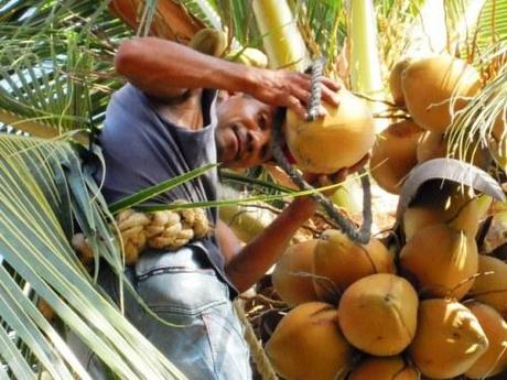 Scendimi il cocco dalla palma (foto gallery)