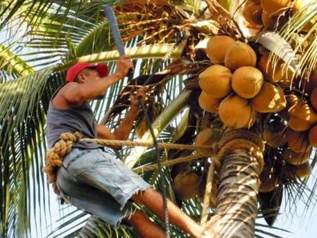 Scendimi il cocco dalla palma (video educational)