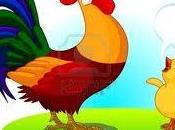 pulcino gallo