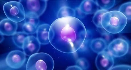 STAMINALI DEL CORDONE OMBELICALE, CARATTERISTICHE