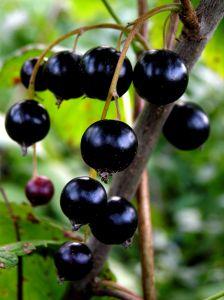 Ribes nero