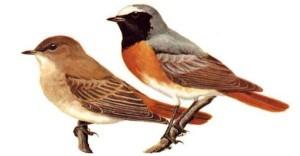 Se ne fossi capace scriverei un libro