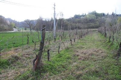 vignaioli abusivi (della domenica)