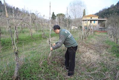 vignaioli abusivi (della domenica)