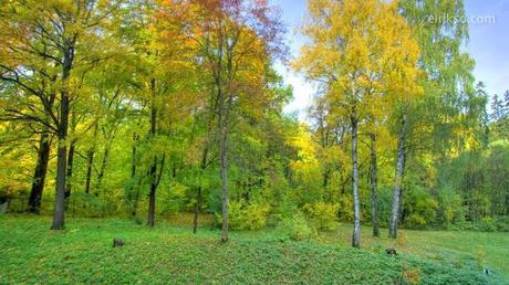 Un video bellissimo mostra la vita annuale di una foresta in 40 secondi